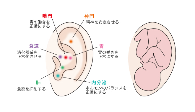 耳ツボ